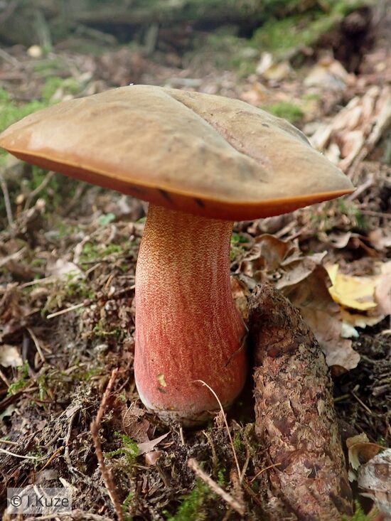 Boletus luridiformis